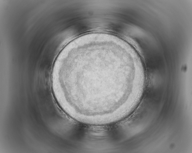 X0000098091338200805021037