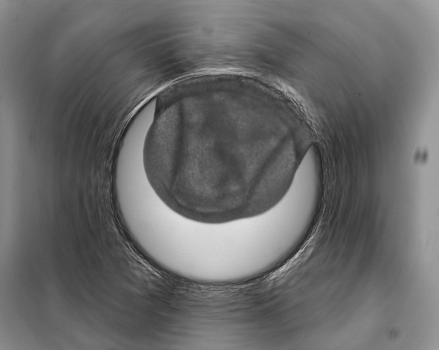 X0000098091361200805021036