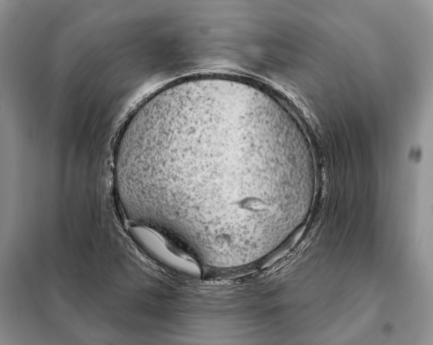 X0000098091363200805021036