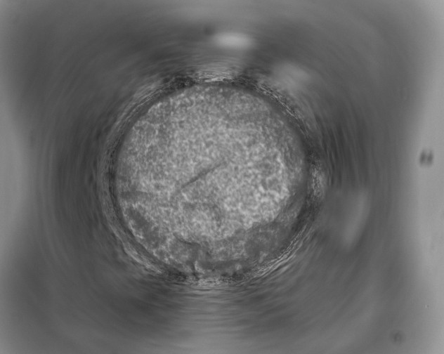 X0000098091393200805021035