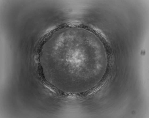 X0000098091445200805021035