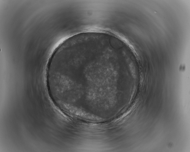 X0000098091463200805021034