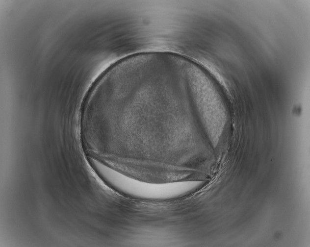 X0000098091468200805021034