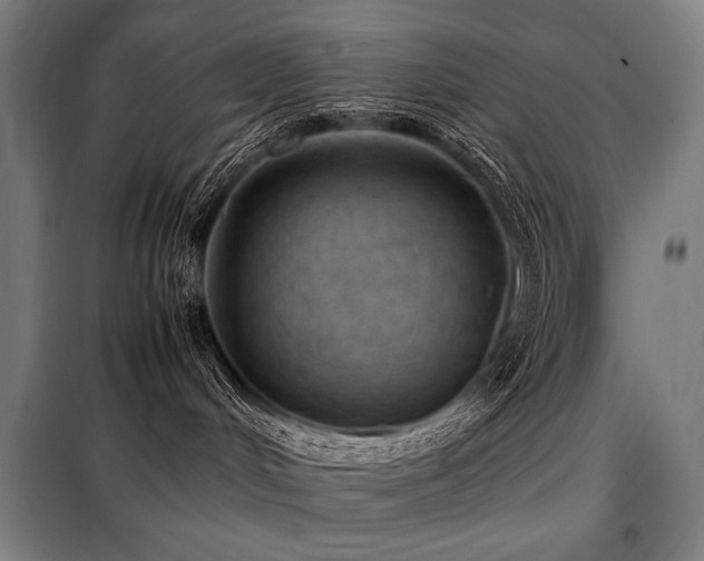 X0000098100048200804041254