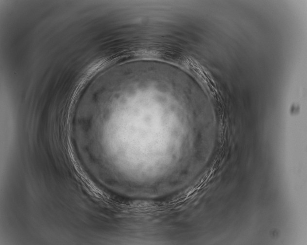 X0000098100145200804041252