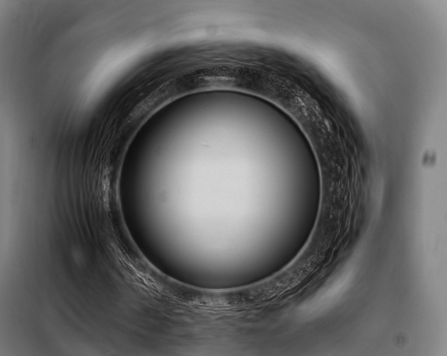 X0000098100194200804041252