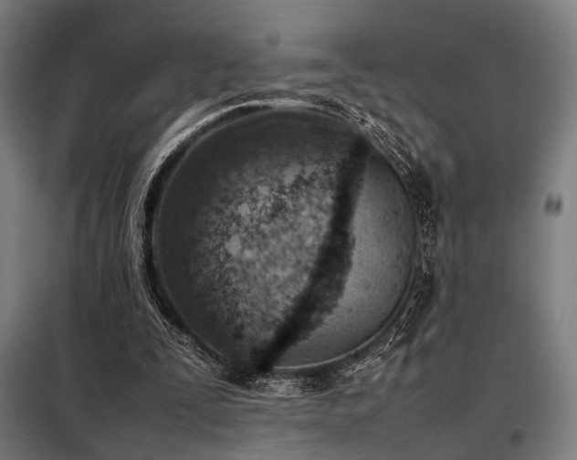 X0000098100295200804041250