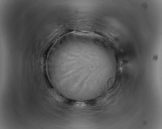 X0000098100519200804041247