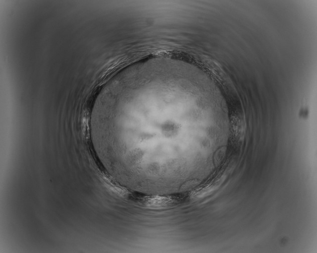 X0000098100527200804041247