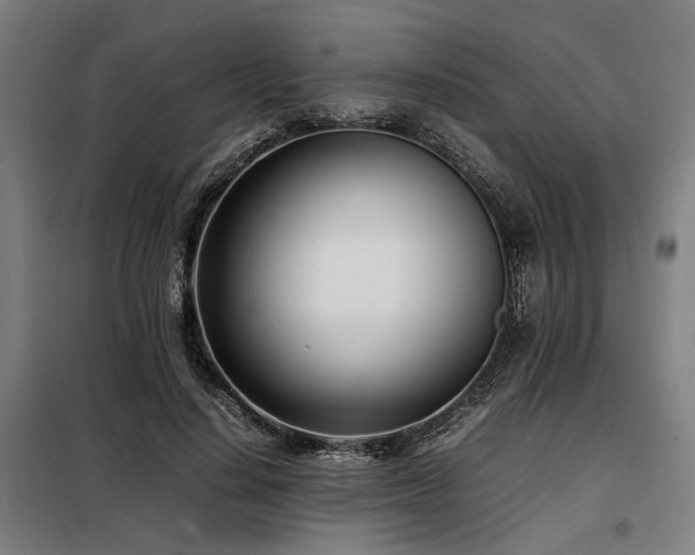 X0000098100644200804041245