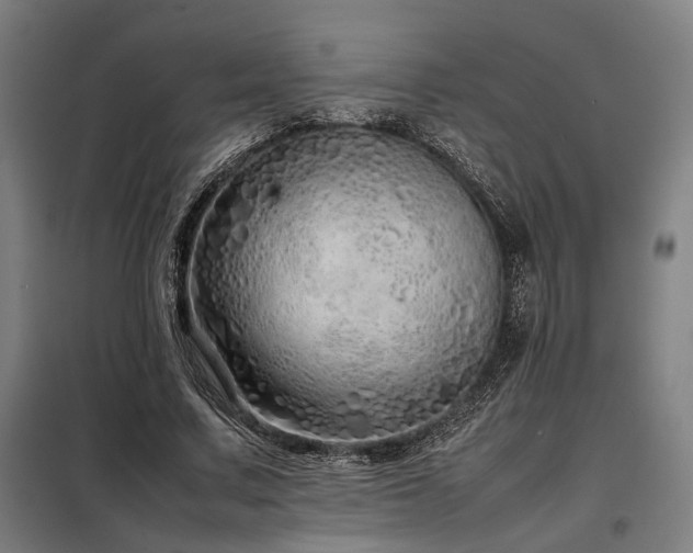 X0000098100683200804041244