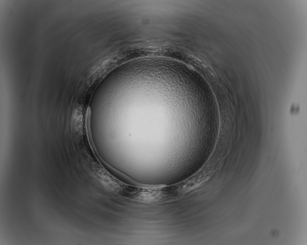 X0000098100720200804041244
