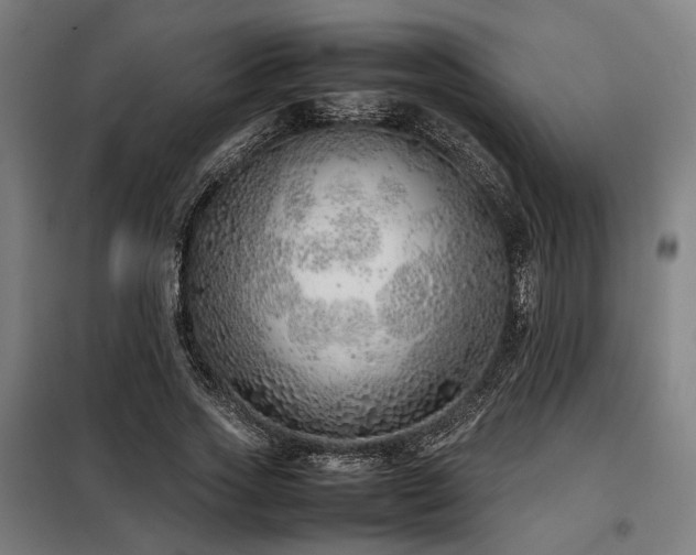 X0000098100733200804041243