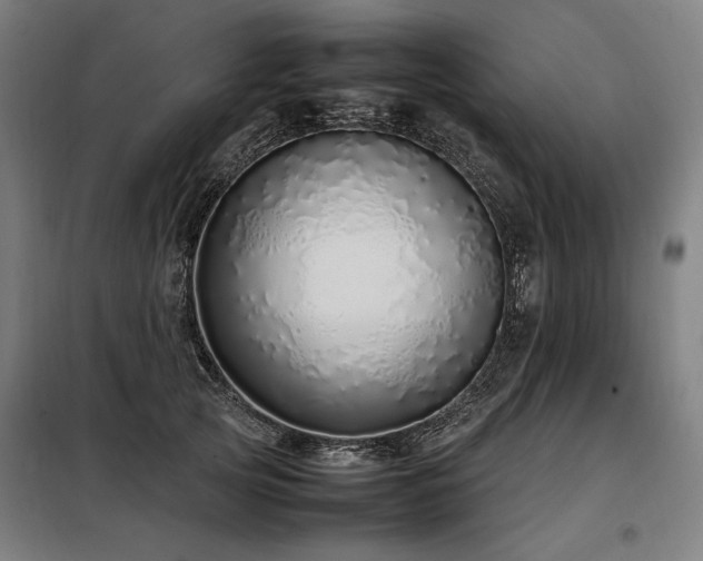 X0000098100753200804041243