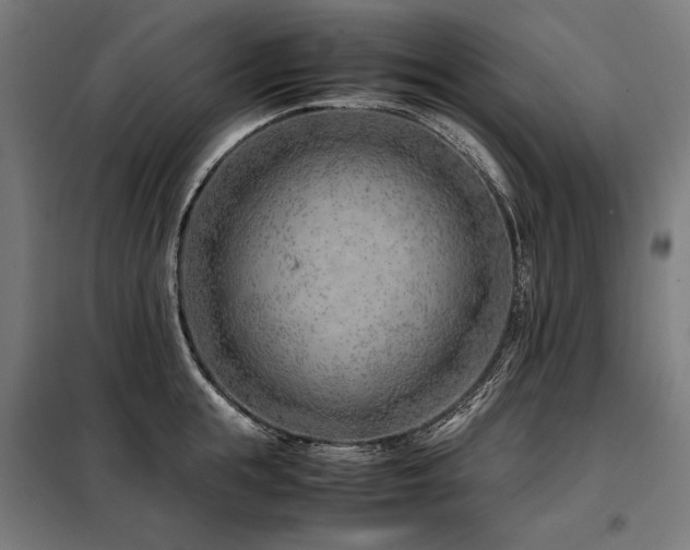 X0000098100855200804041242