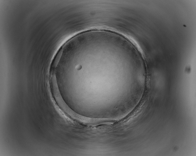 X0000098100903200804041241