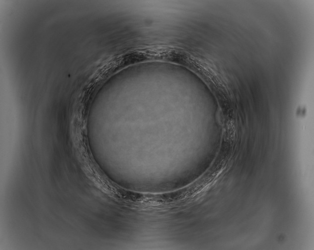 X0000098100913200804041240