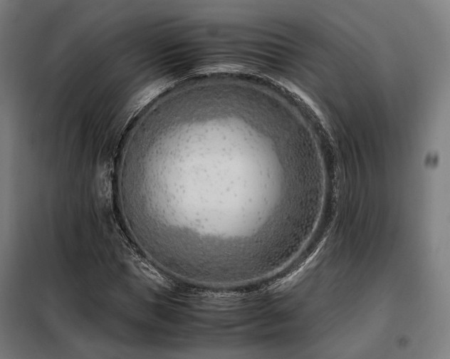 X0000098100921200804041240