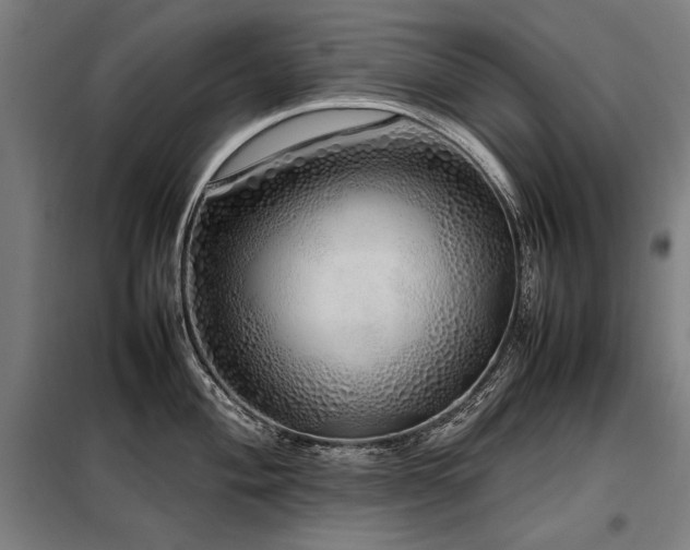 X0000098101004200804041239