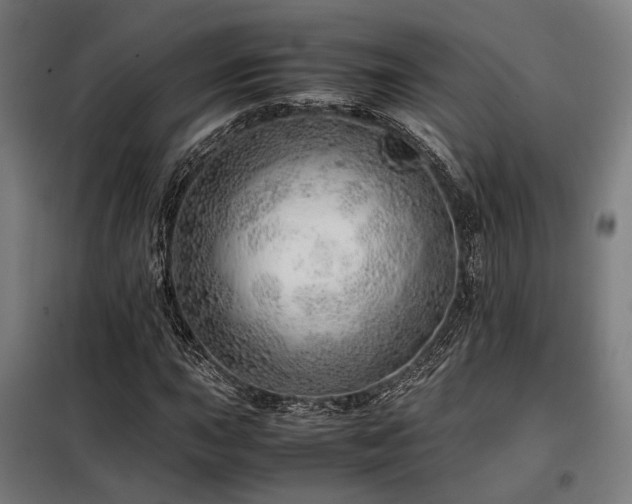 X0000098101015200804041239