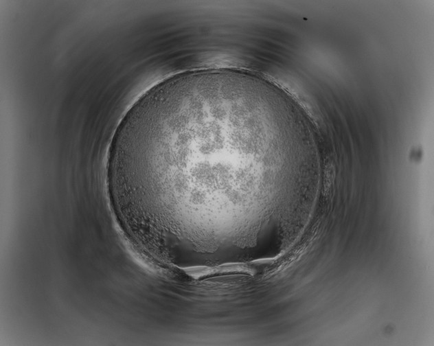 X0000098101039200804041239