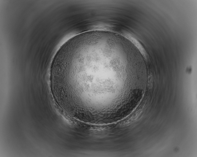 X0000098101051200804041239