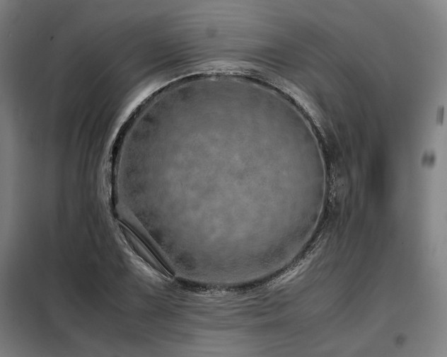 X0000098101075200804041238