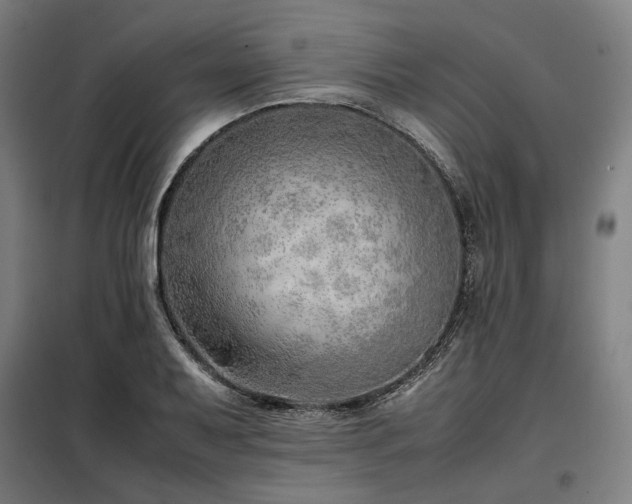 X0000098101079200804041238