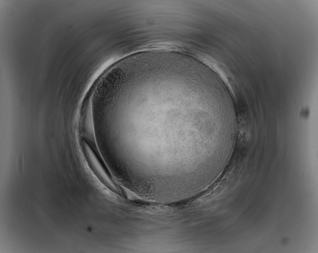 X0000098101091200804041238