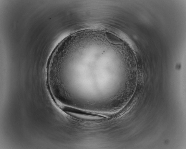 X0000098101095200804041238