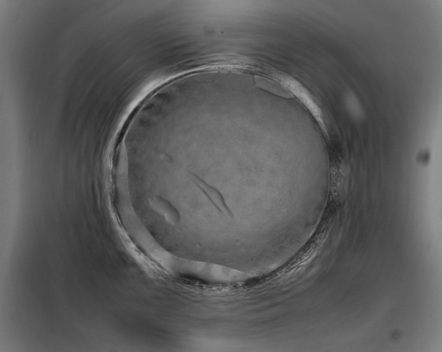X0000098101099200804041238