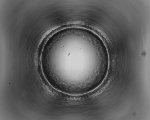 X0000098101117200804041237