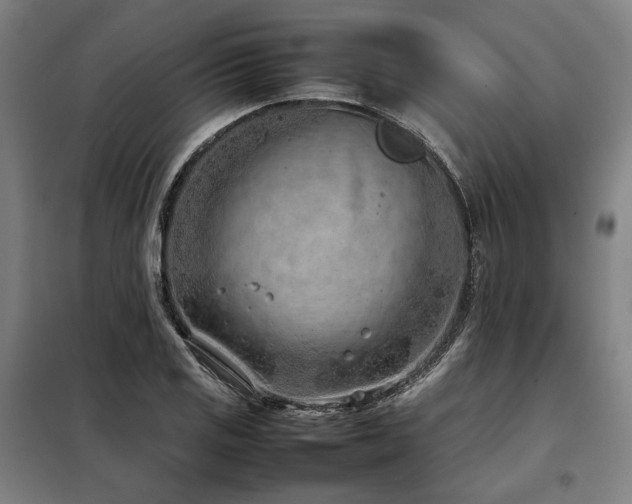 X0000098101125200804041237