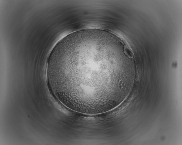 X0000098101227200804041236