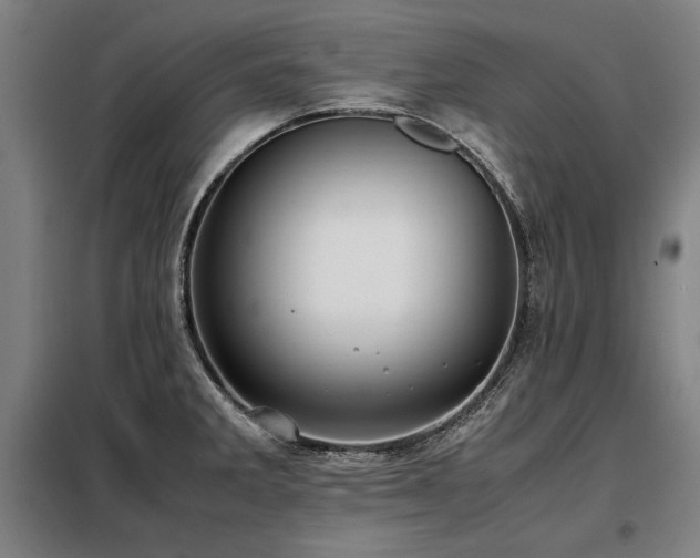 X0000098101285200804041235
