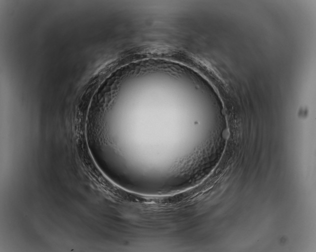 X0000098101399200804041233