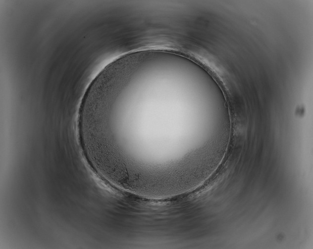 X0000098101423200804041233