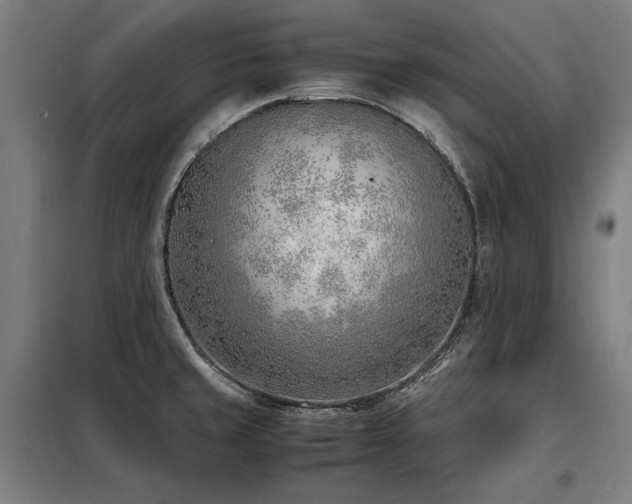 X0000098101429200804041233