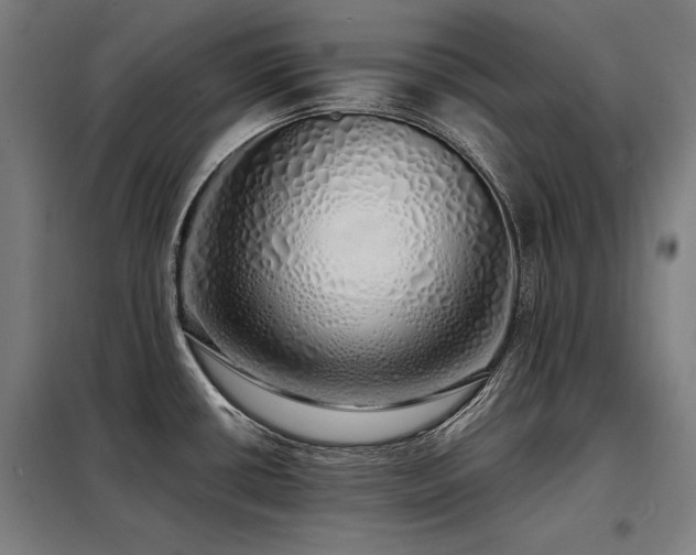 X0000098101434200804041233