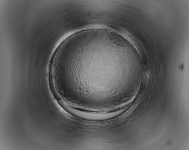 X0000098101438200804041233