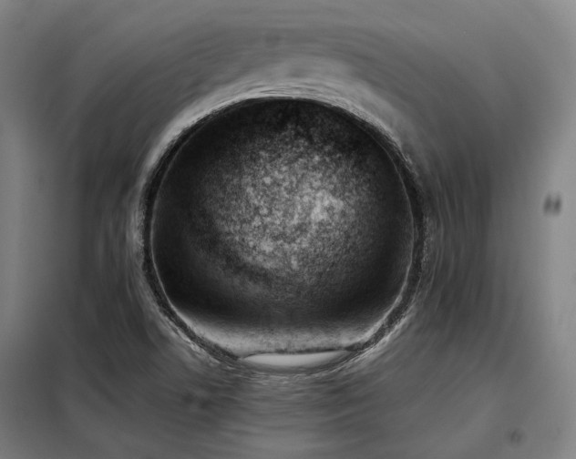 X0000098101506200804041231