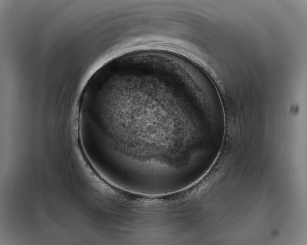 X0000098101522200804041231
