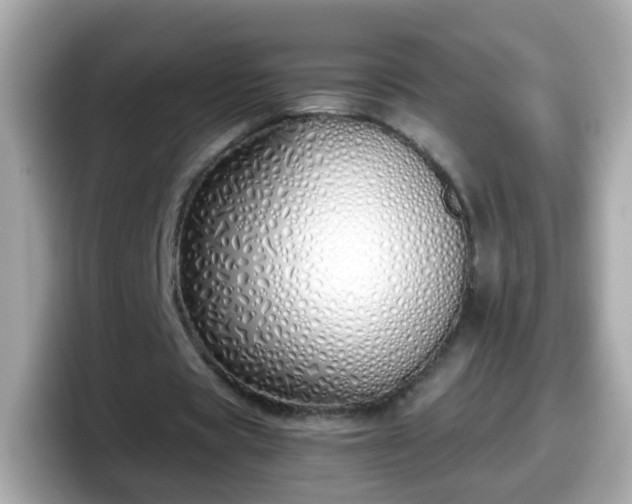 X0000098100529200804111024
