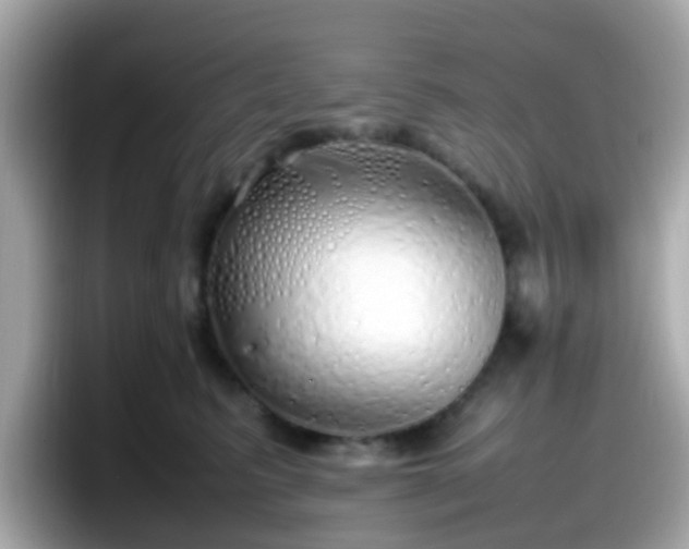 X0000098100615200804111024