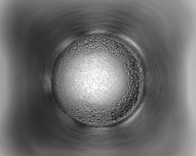X0000098100921200804111019
