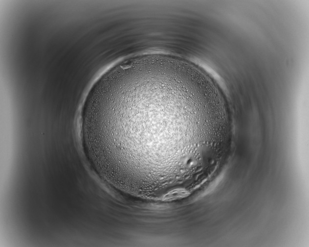 X0000098100933200804111020