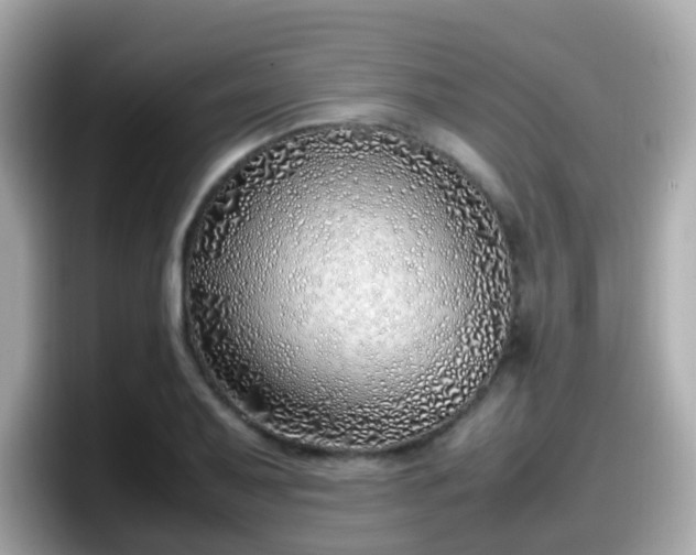X0000098101079200804111018