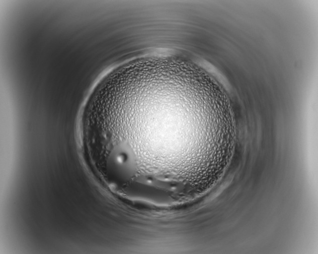 X0000098101083200804111018