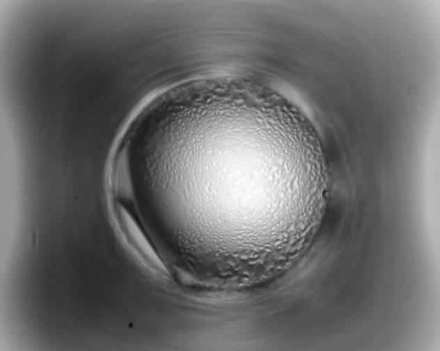 X0000098101091200804111018