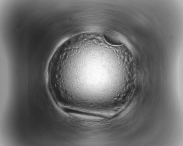 X0000098101095200804111018